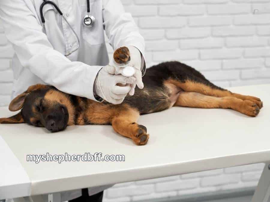 German Shepherd Elbow Dysplasia: Symptoms & Treatment