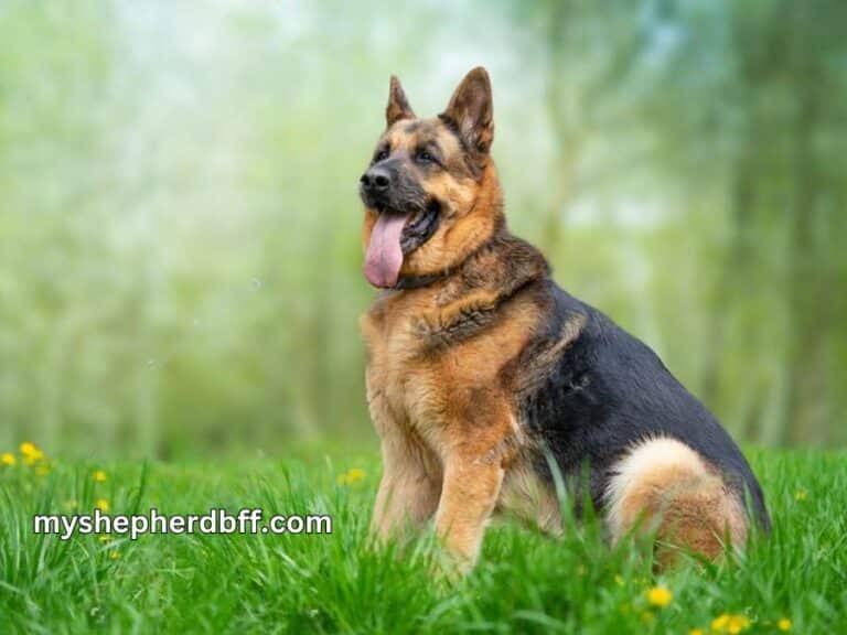 German Shepherd Pyoderma Treatment At Home