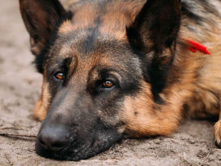 german-shepherd-diarrhea-treatment-care