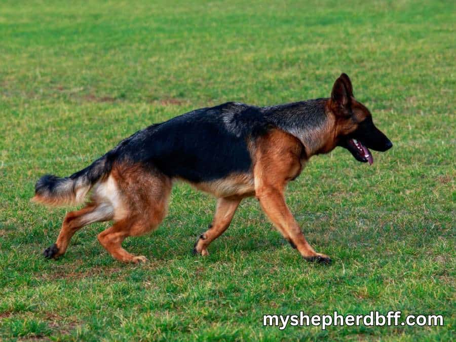 how can I make my german shepherd's back legs stronger