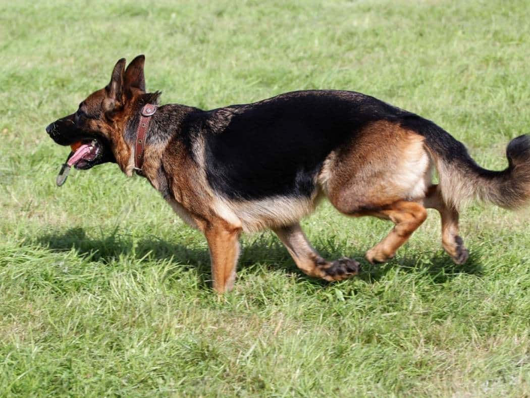 Stunning Natural Remedies For German Shepherd Hip Dysplasia And Joint Pain Relief image