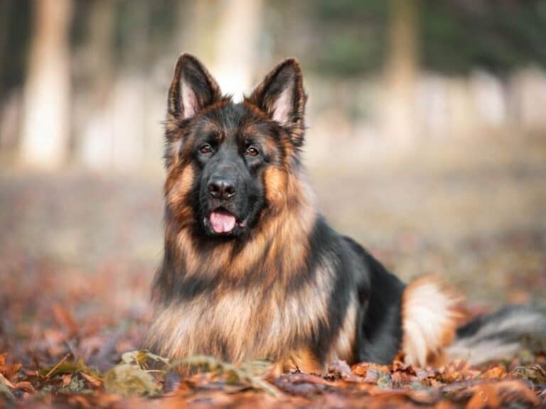 German Shepherd lifesapan female