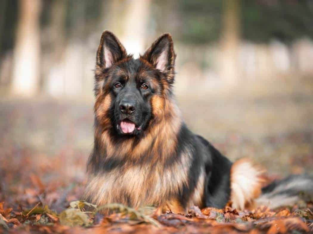 How Long Do Female German Shepherds Live?