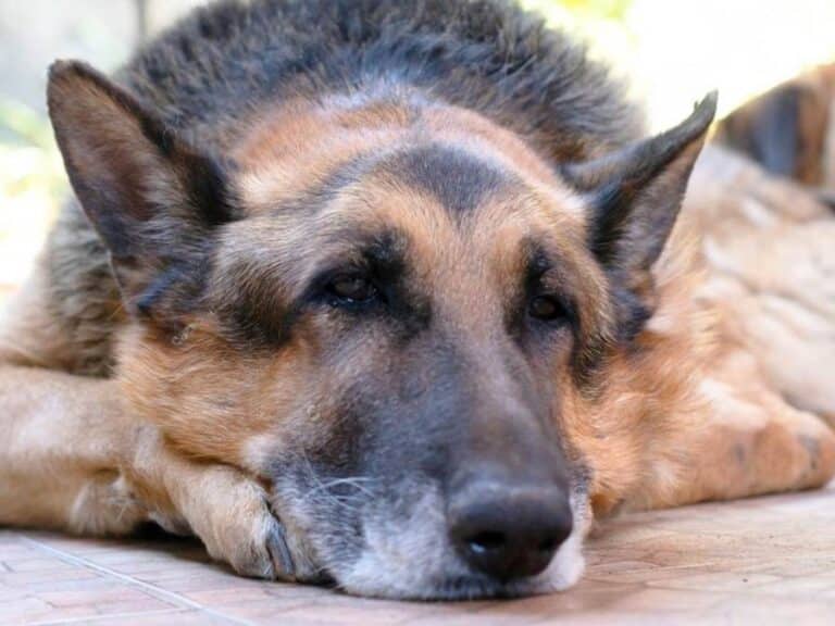 German Shepherd end of life symptoms