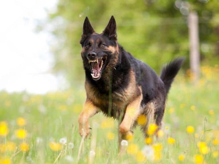 are German Shepherds good guard dogs
