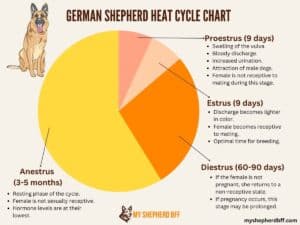 German Shepherd Heat Cycle: Length, Frequency, & Stages