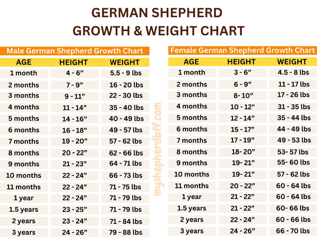 6 Month Old German Shepherd What To Expect 3138