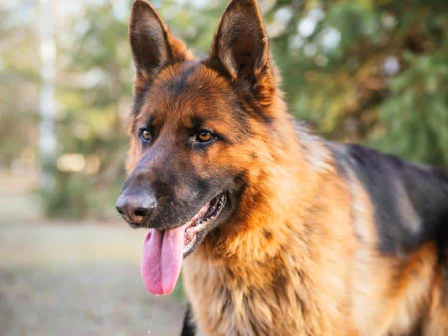 German Shepherd Life Expectancy How Long Do They Live?