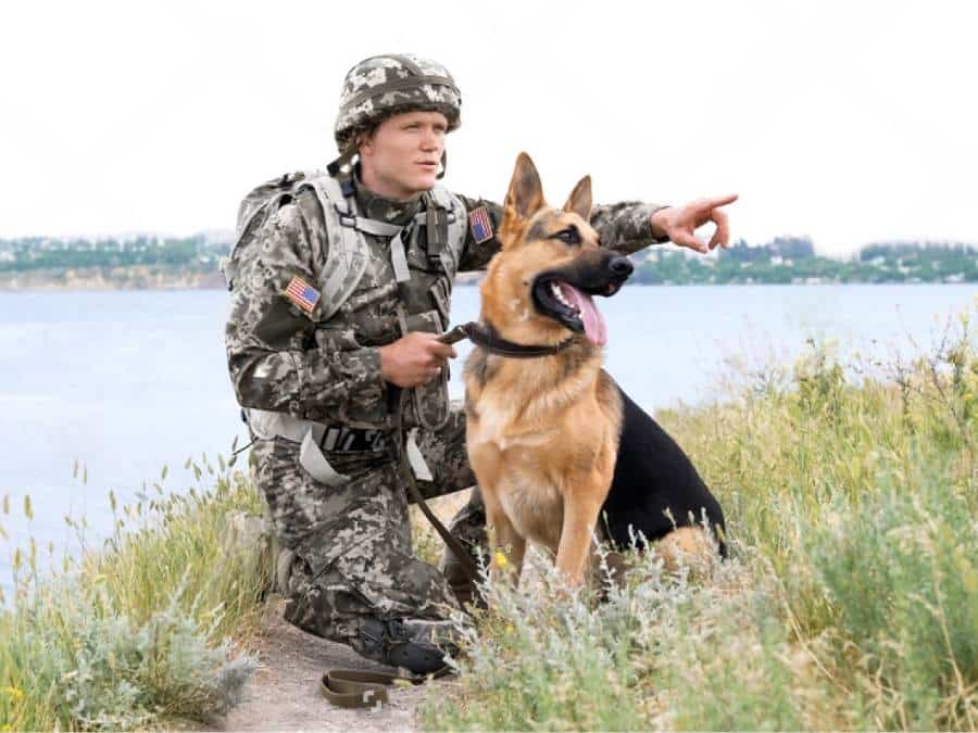 German Shepherd military dog