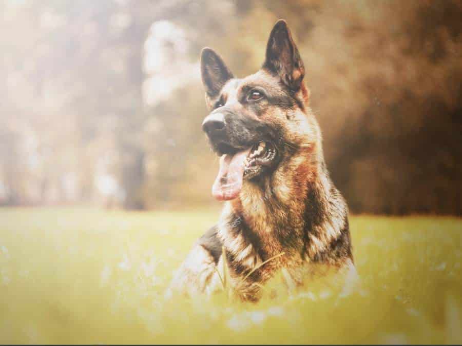 What Do German Shepherds Usually Die From