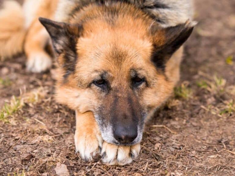 German Shepherd End Of Life Symptoms 10 Signs Your Dog is Dying