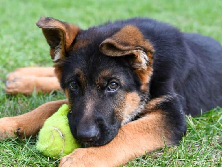 11 week old German Shepherd