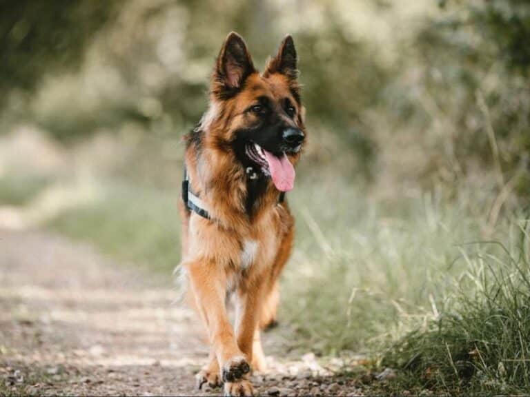 10 month old German shepherd