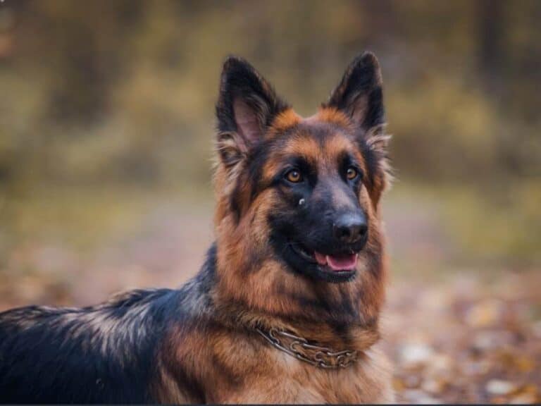 German Shepherd Heat Cycle: Length, Frequency, & Stages