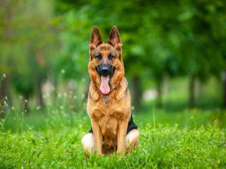 German Shepherd Hemangiosarcoma