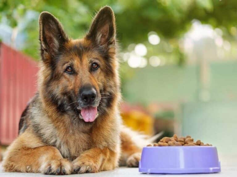 what do German Shepherds eat