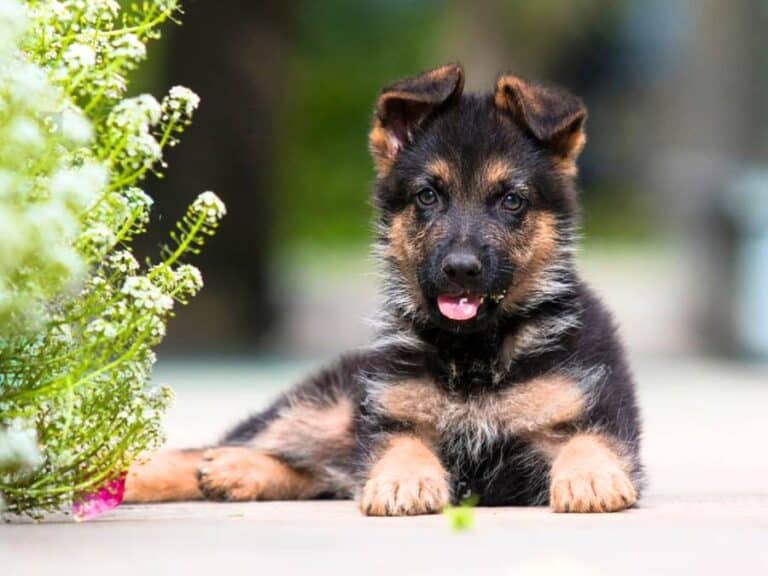 german-shepherd-vaccination-schedule-pdf-chart-included