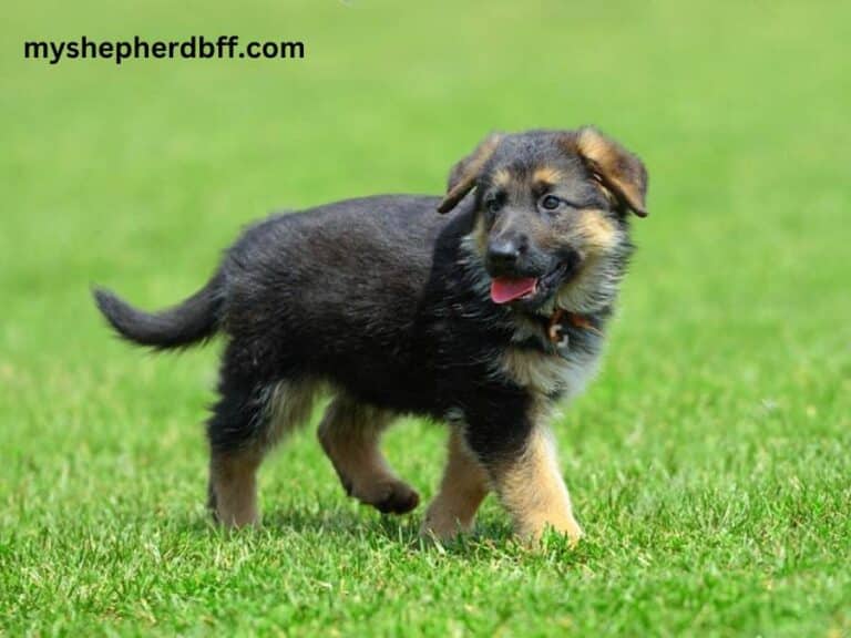 german-shepherd-vaccination-schedule-pdf-chart-included