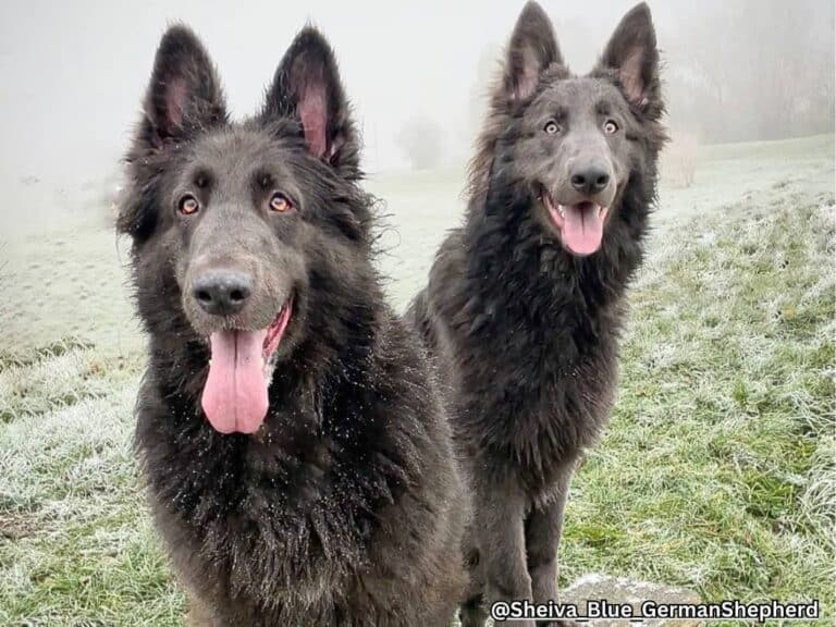 Blue German Shepherds