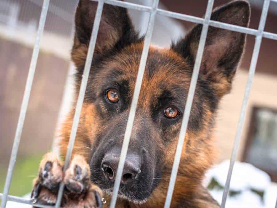 Why There Are So Many German Shepherds in Shelters