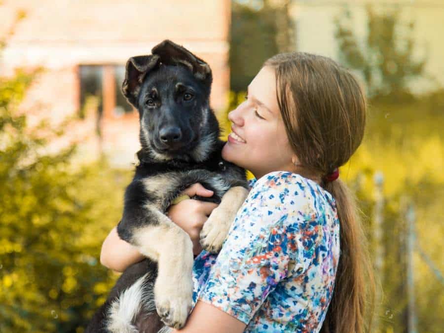 adopting a German Shepherd