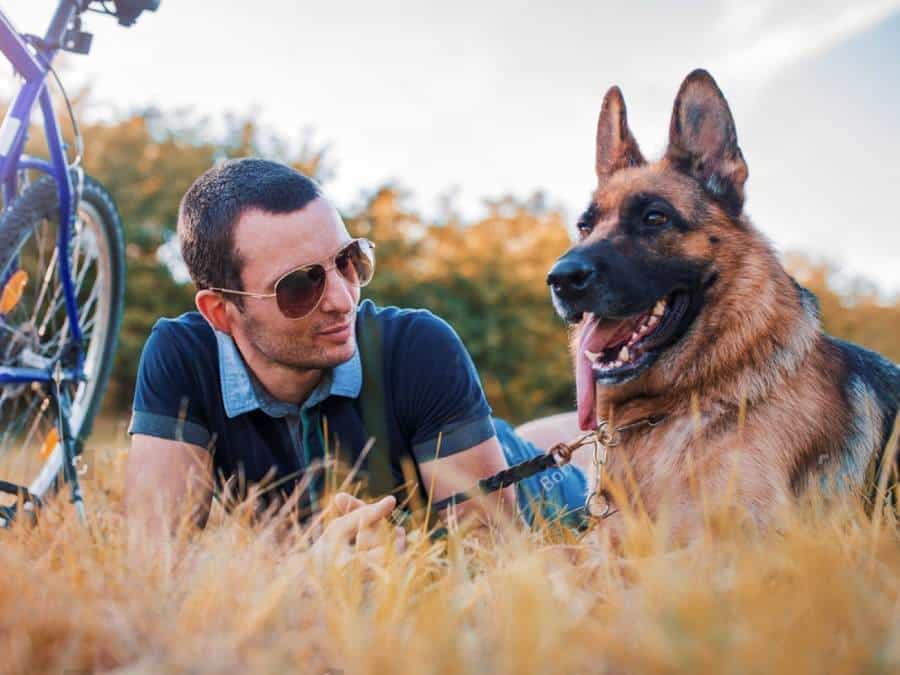 What is the cost of adopting a German Shepherd dog