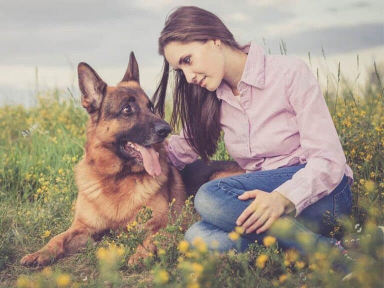 are German shepherds loyal to their owners