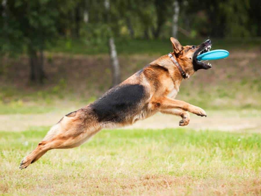 how much exercise does a German shepherd need per day