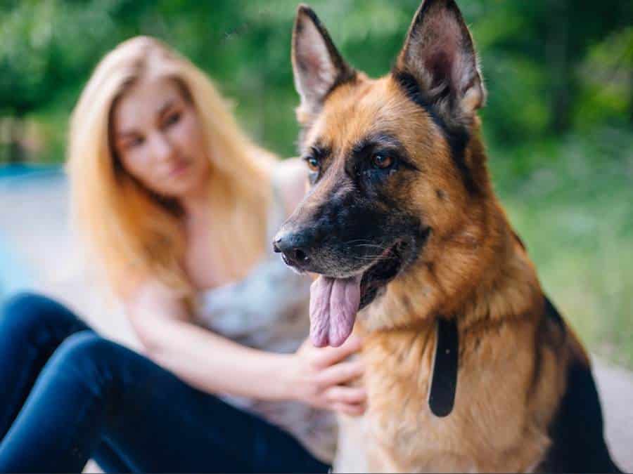 How Much Does It Cost To Adopt A German Shepherd?