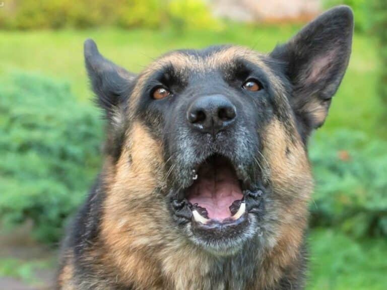 why do German Shepherds whine so much