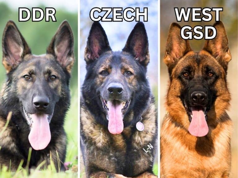 DDR vs Czech vs West German Shepherd