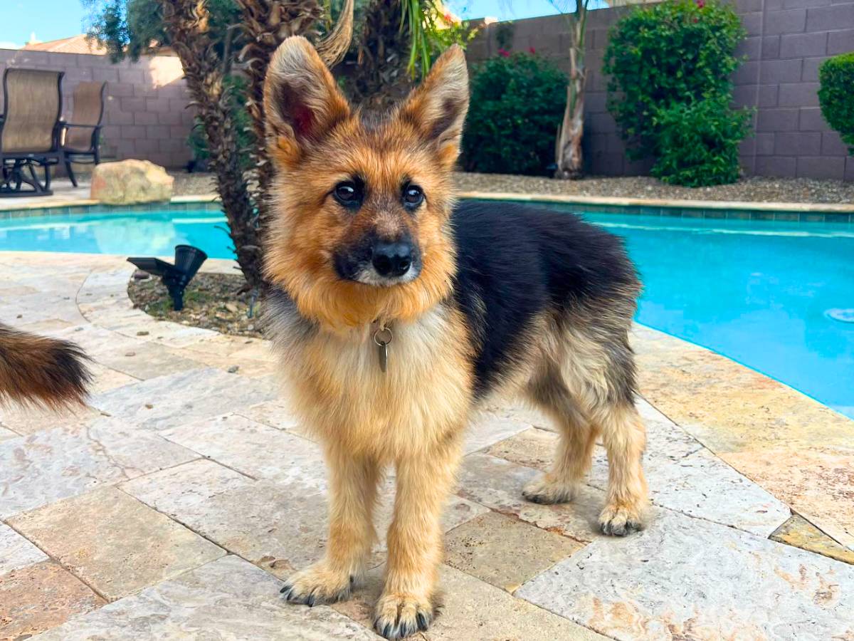 Dwarf German Shepherd Pictures, Traits & Price