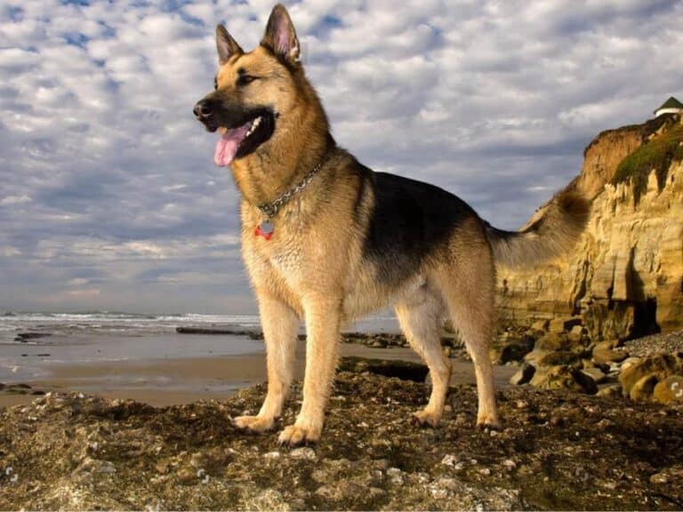 German Shepherd Age in Human Years: Calculator + Chart