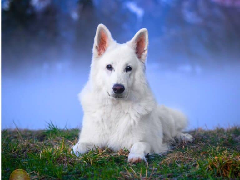 White German Shepherd