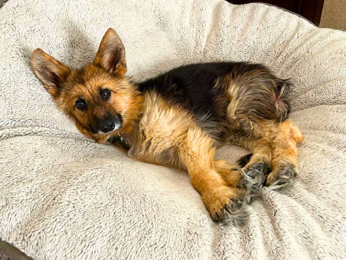 Dwarf German Shepherd: Pictures, Traits & Price