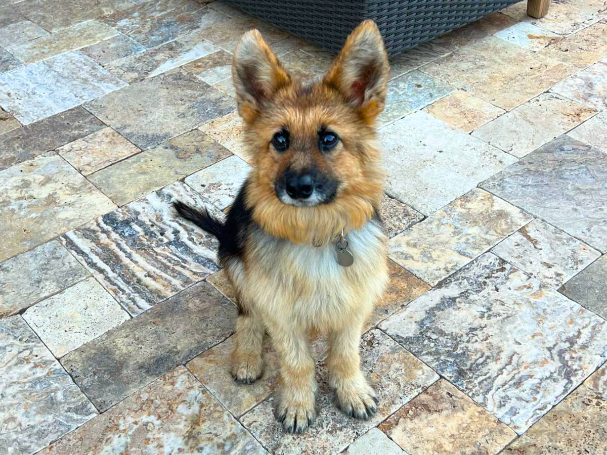 Dwarf German Shepherd: Pictures, Traits & Price