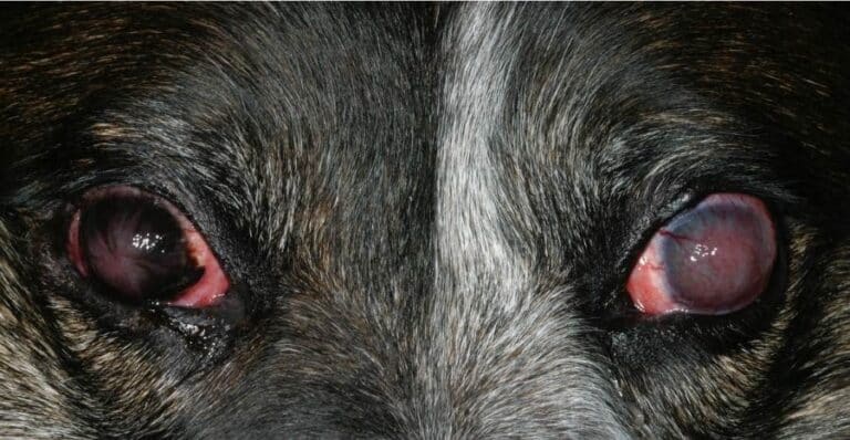 Pannus in German Shepherds: Symptoms and Treatment