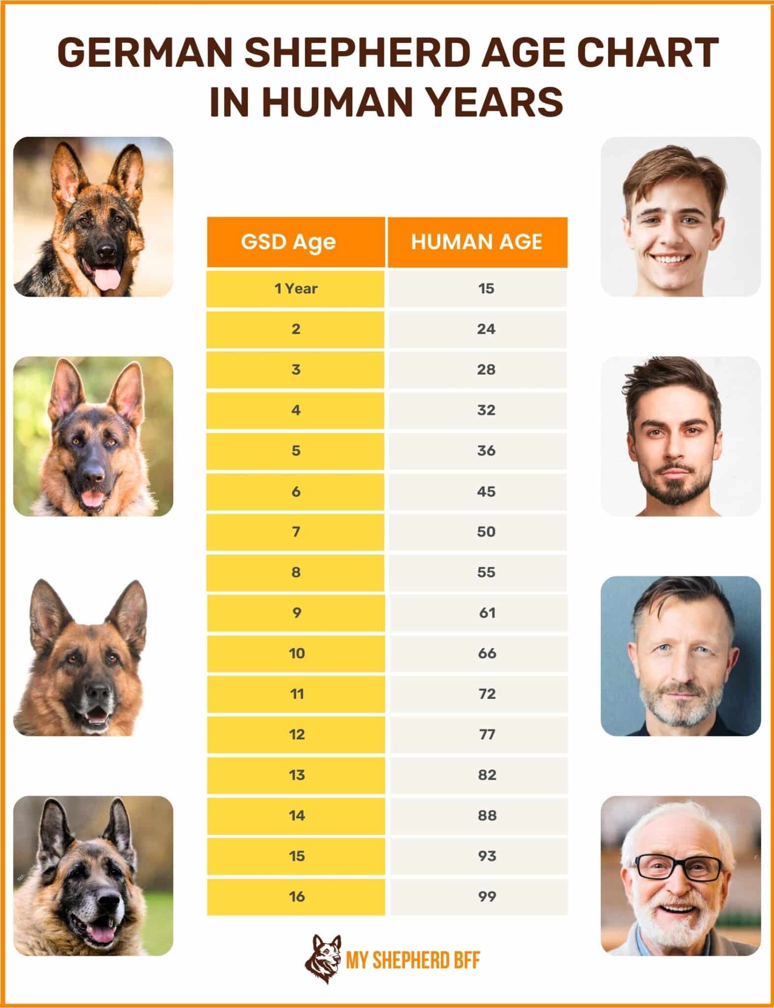 German Shepherd Age in Human Years Calculator + Chart