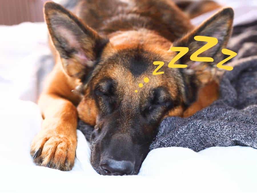 how to tire out a German Shepherd