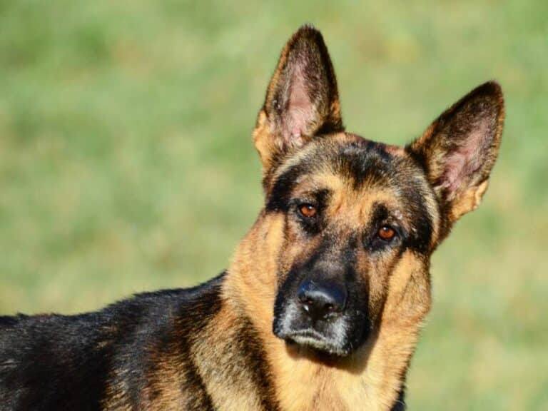 Pannus in German Shepherds: Symptoms and Treatment