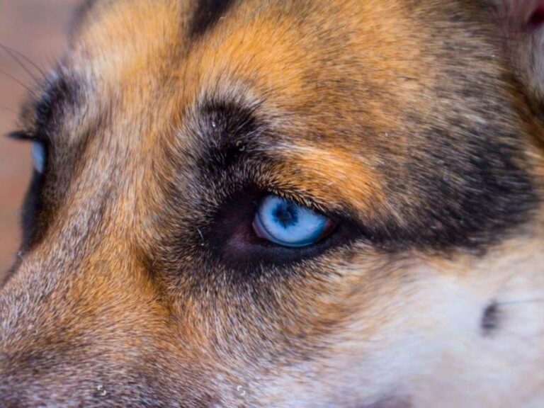 German shepherd blue eyes