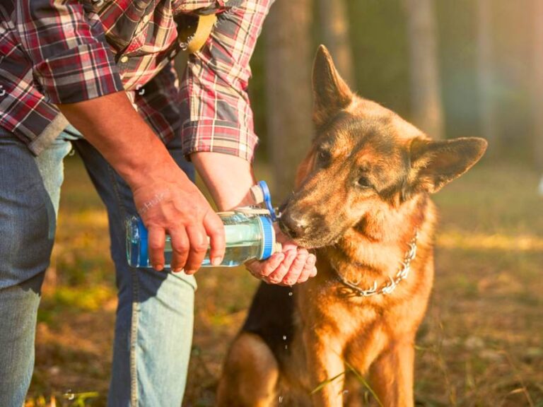 do german shepherd puppies drink a lot of water