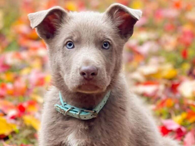 BlueEyed German Shepherd How & Where to Buy Them