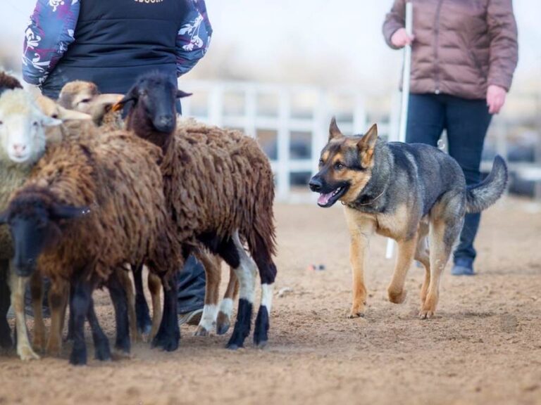 german shepherd herding behavior