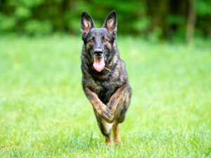 Sable German Shepherds vs Classic: Price, Traits & More