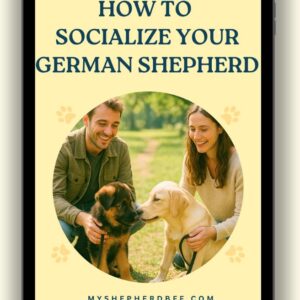 How to Socialize Your German Shepherd
