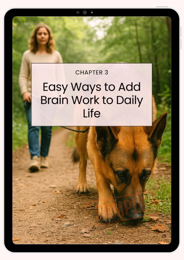From - How to Mentally Stimulate Your German Shepherd