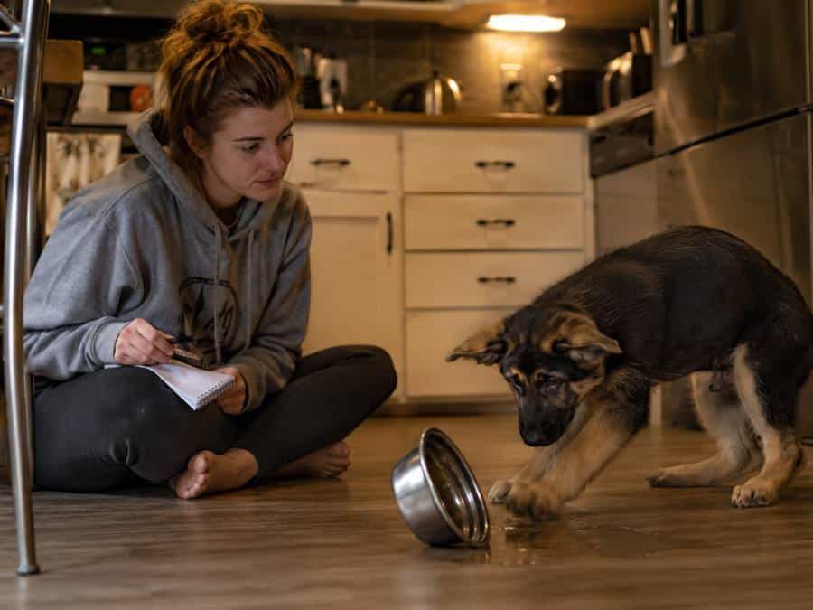 A young woman sitting on a kitchen floor calmly observing her restless 12-week-old German Shepherd puppy standing near an overturned water bowl with ears pinned back
