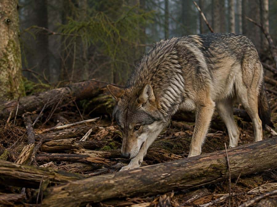 Wolf foraging among wooden debris and fallen branches in a forest, showing natural chewing instincts